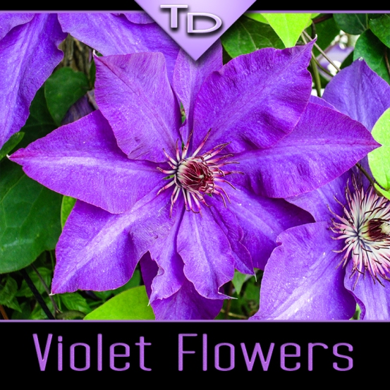 Violet garden flowers 1